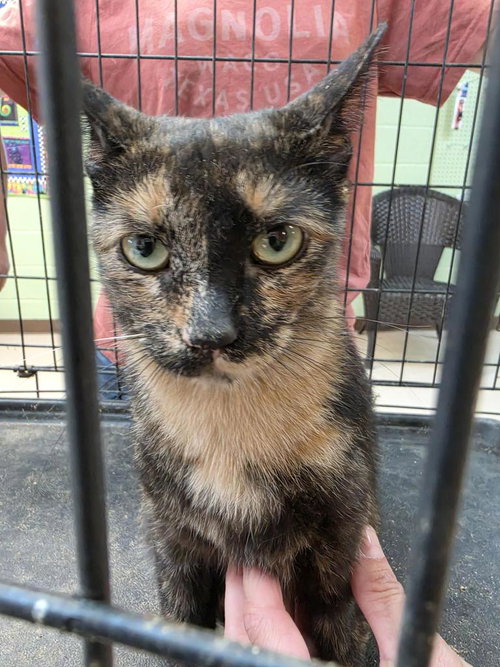 Zoe, an adoptable Domestic Short Hair in Burnsville, NC