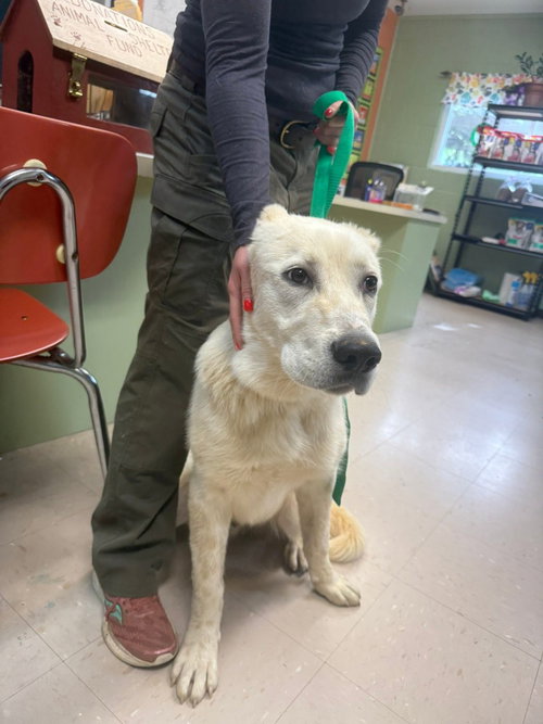 Brie (AKA Bear/OSO), an adoptable Great Pyrenees in Burnsville, NC