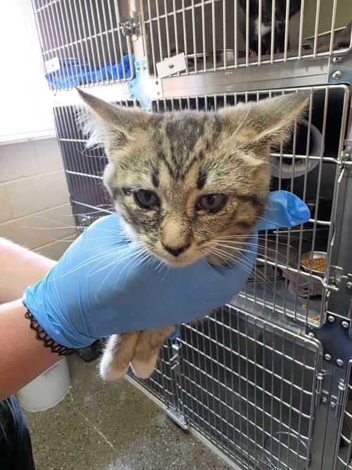 Tellie, an adoptable Domestic Short Hair in Burnsville, NC
