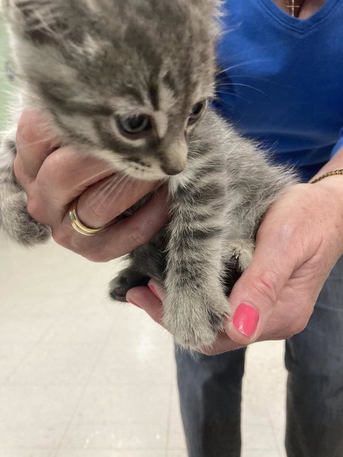 Carnelian, an adoptable Domestic Short Hair in Burnsville, NC