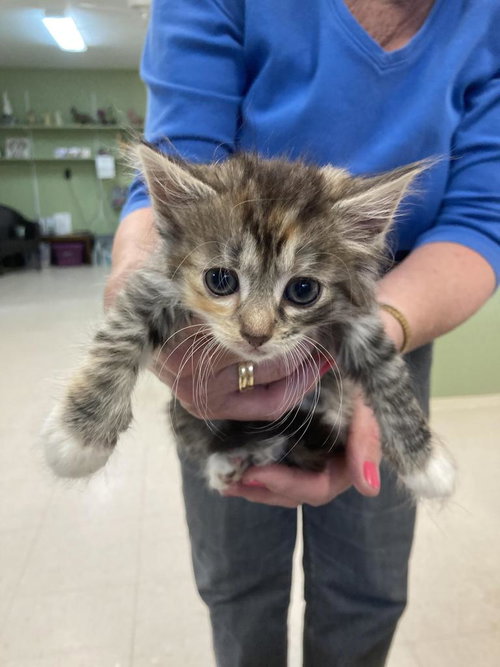 Cerise, an adoptable Domestic Short Hair in Burnsville, NC