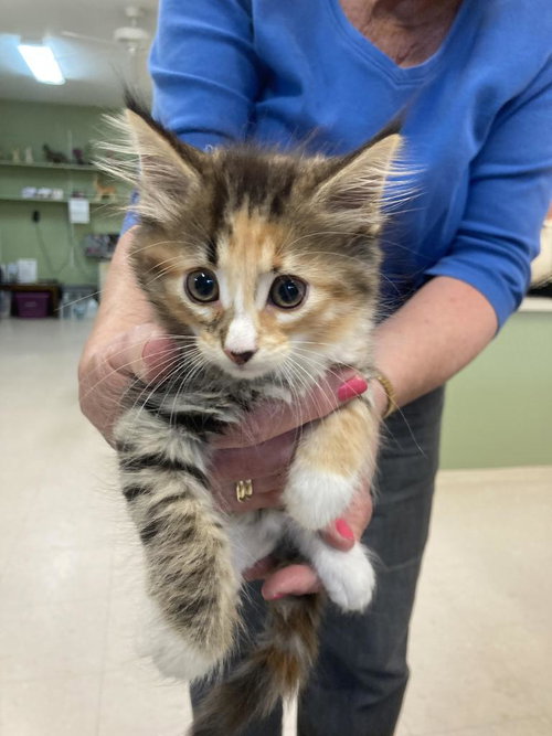 Currant, an adoptable Domestic Medium Hair in Burnsville, NC
