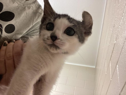 Bullwinkle, an adoptable Domestic Short Hair in Burnsville, NC