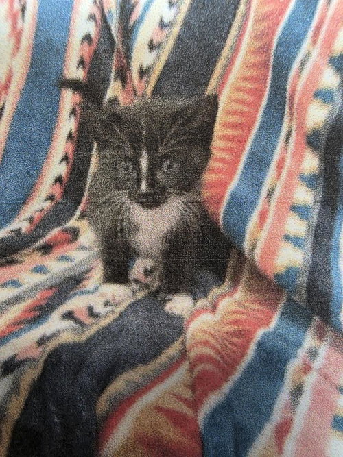 Jelly Belly Baby Boy, an adoptable Domestic Short Hair in Burnsville, NC