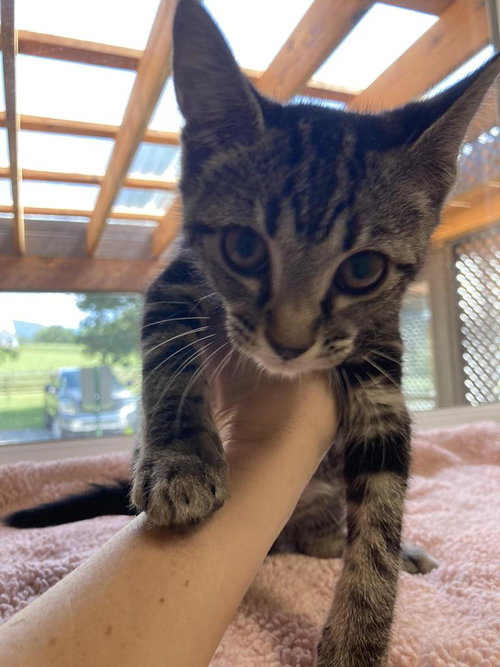 Raveena, an adoptable Domestic Short Hair in Burnsville, NC