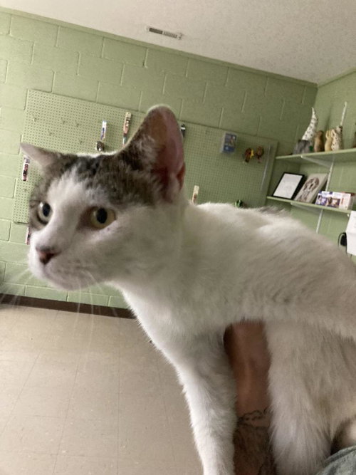 Hibiscus, an adoptable Domestic Short Hair in Burnsville, NC