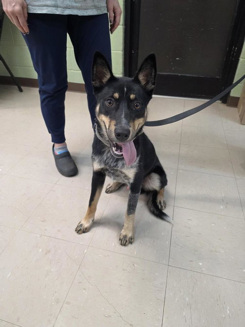 Oscar the Grouch, an adoptable Cattle Dog in Burnsville, NC