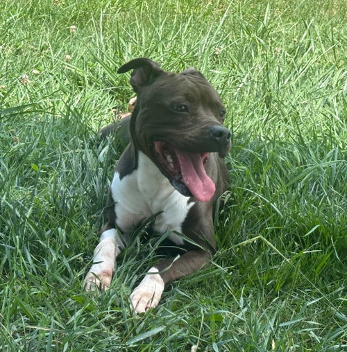 Angelina, photo 2