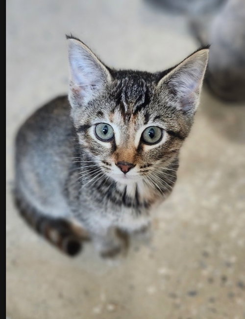 picture of the cat needing adoption