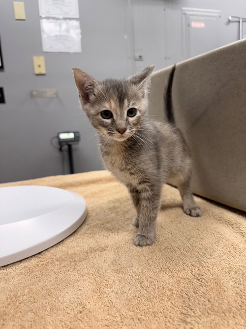 picture of the cat needing adoption