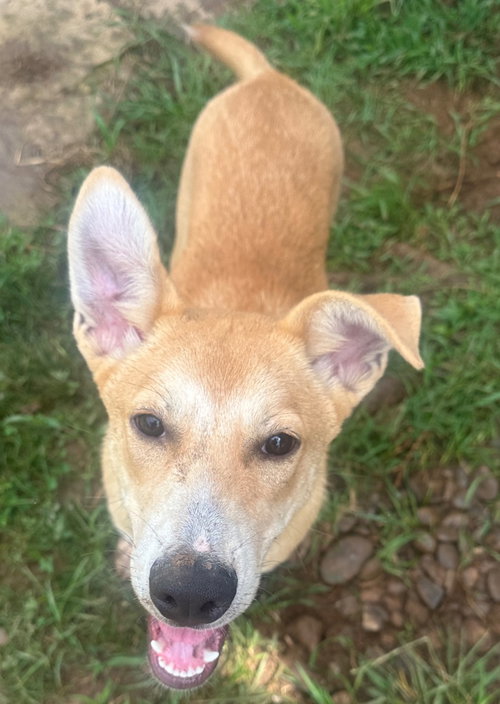 picture of the dog needing adoption
