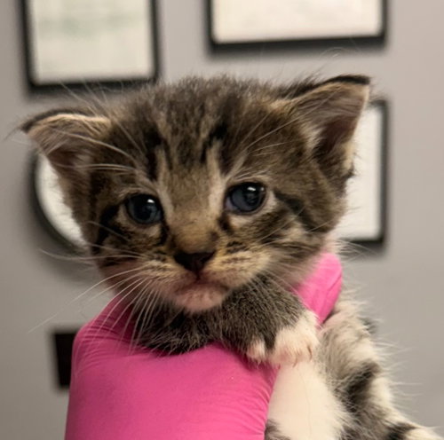 picture of the cat needing adoption