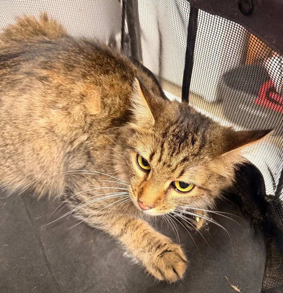 Kibbles - Domestic Medium Hair