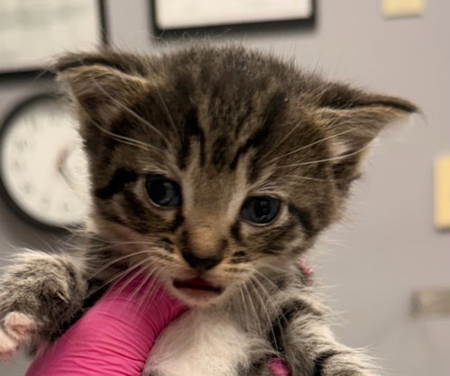 picture of the cat needing adoption