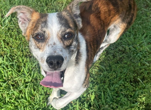 picture of the dog needing adoption