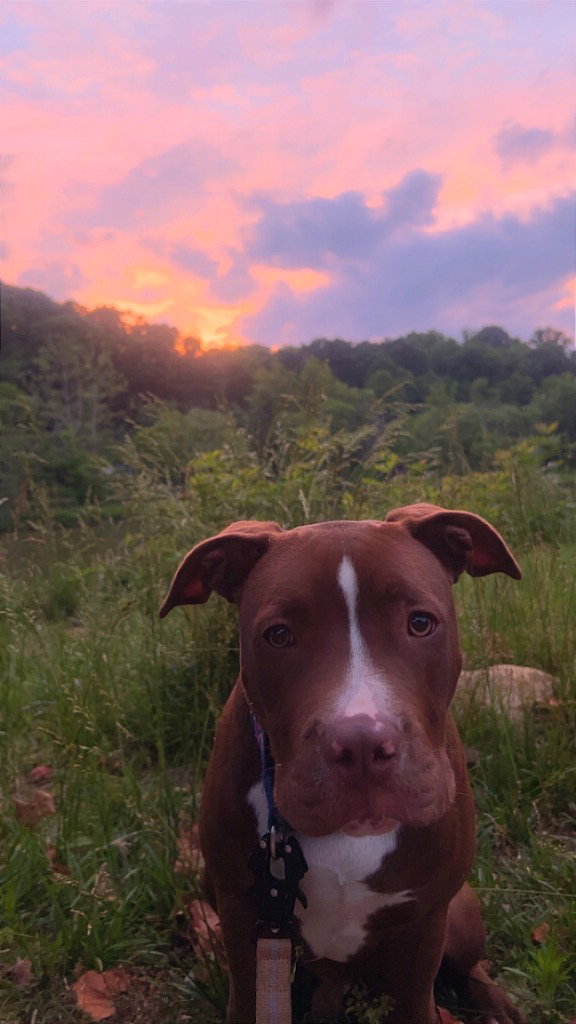 Hank