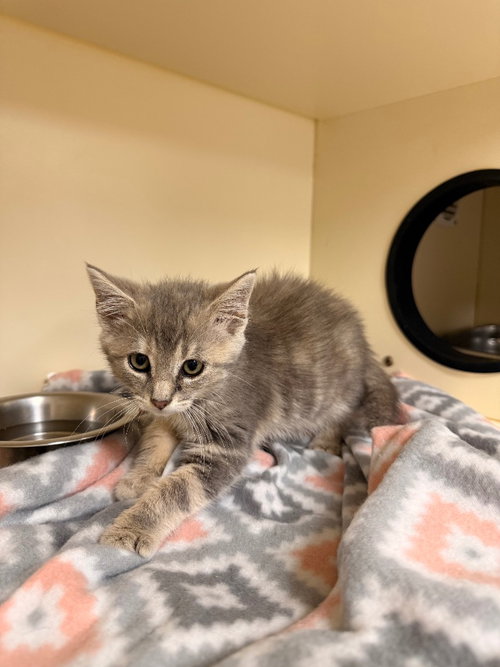 picture of the cat needing adoption