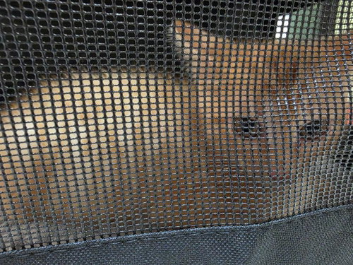 picture of the cat needing adoption