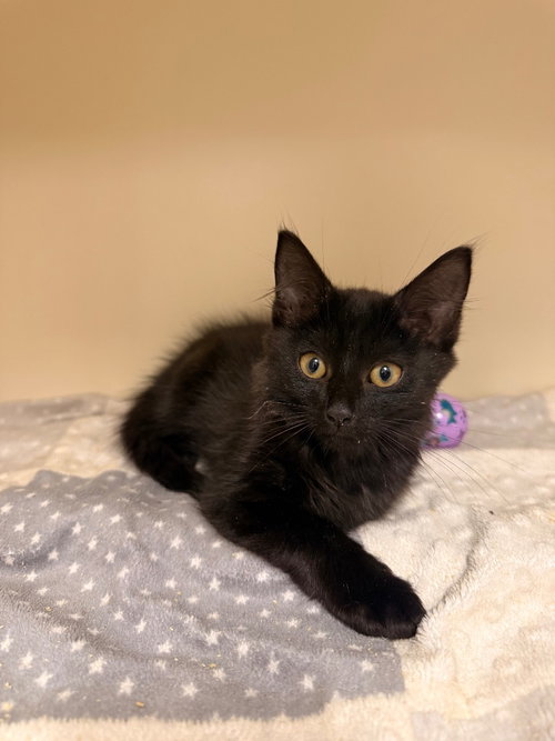 picture of the cat needing adoption