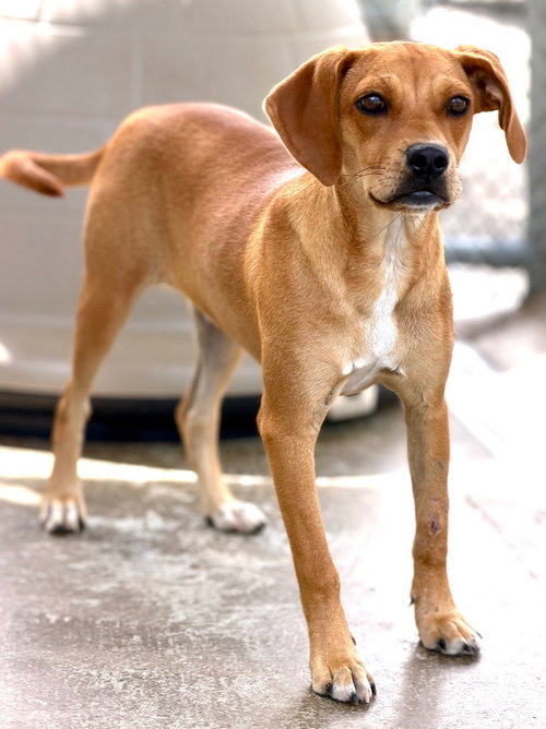 picture of the dog needing adoption