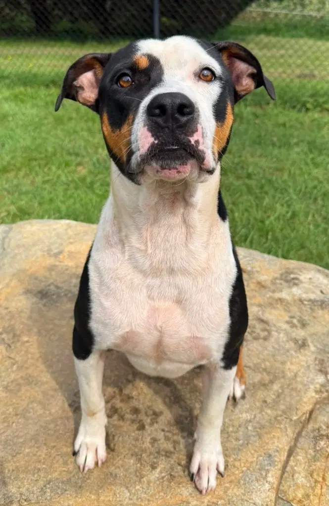 Tangelo - Hound