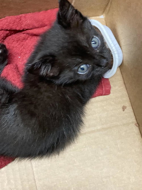 picture of the cat needing adoption