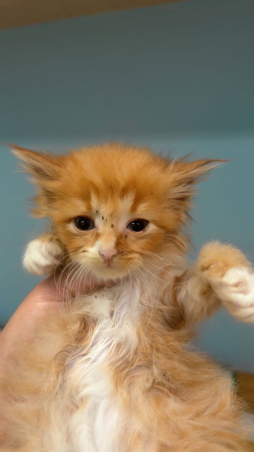 picture of the cat needing adoption