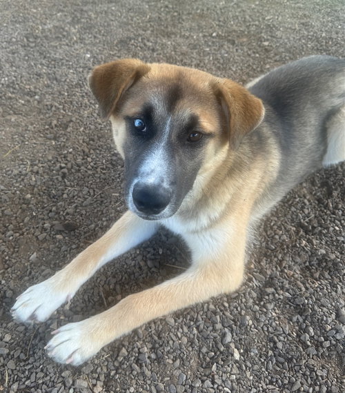 picture of the dog needing adoption