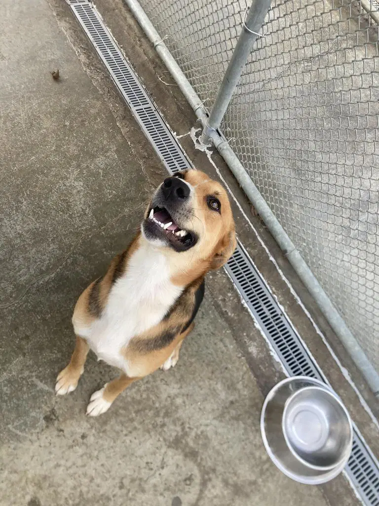 Shae - Hound