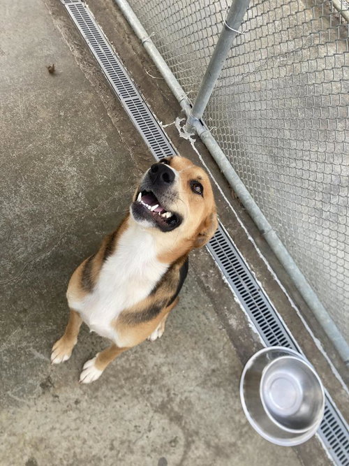 picture of the dog needing adoption
