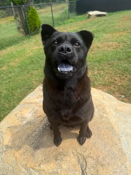 picture of the dog needing adoption