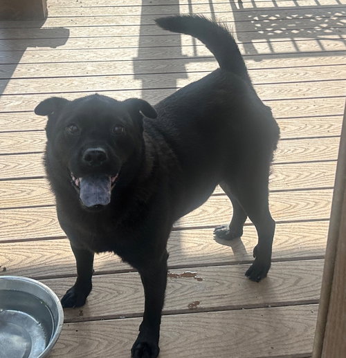 picture of the dog needing adoption