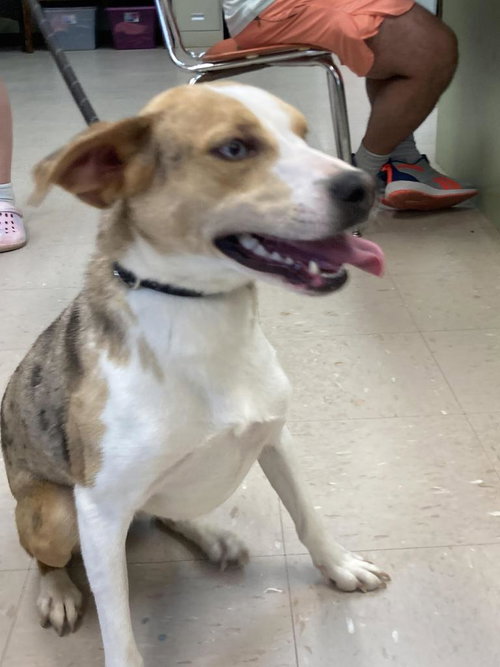 picture of the dog needing adoption