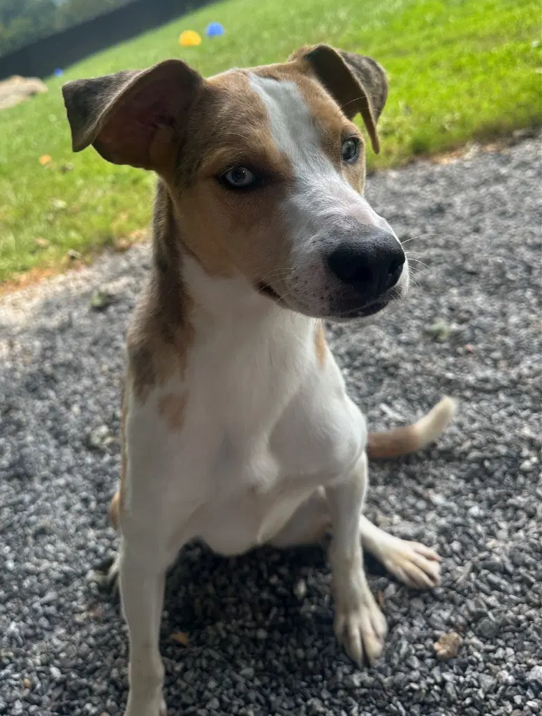 Dixie - Australian Shepherd