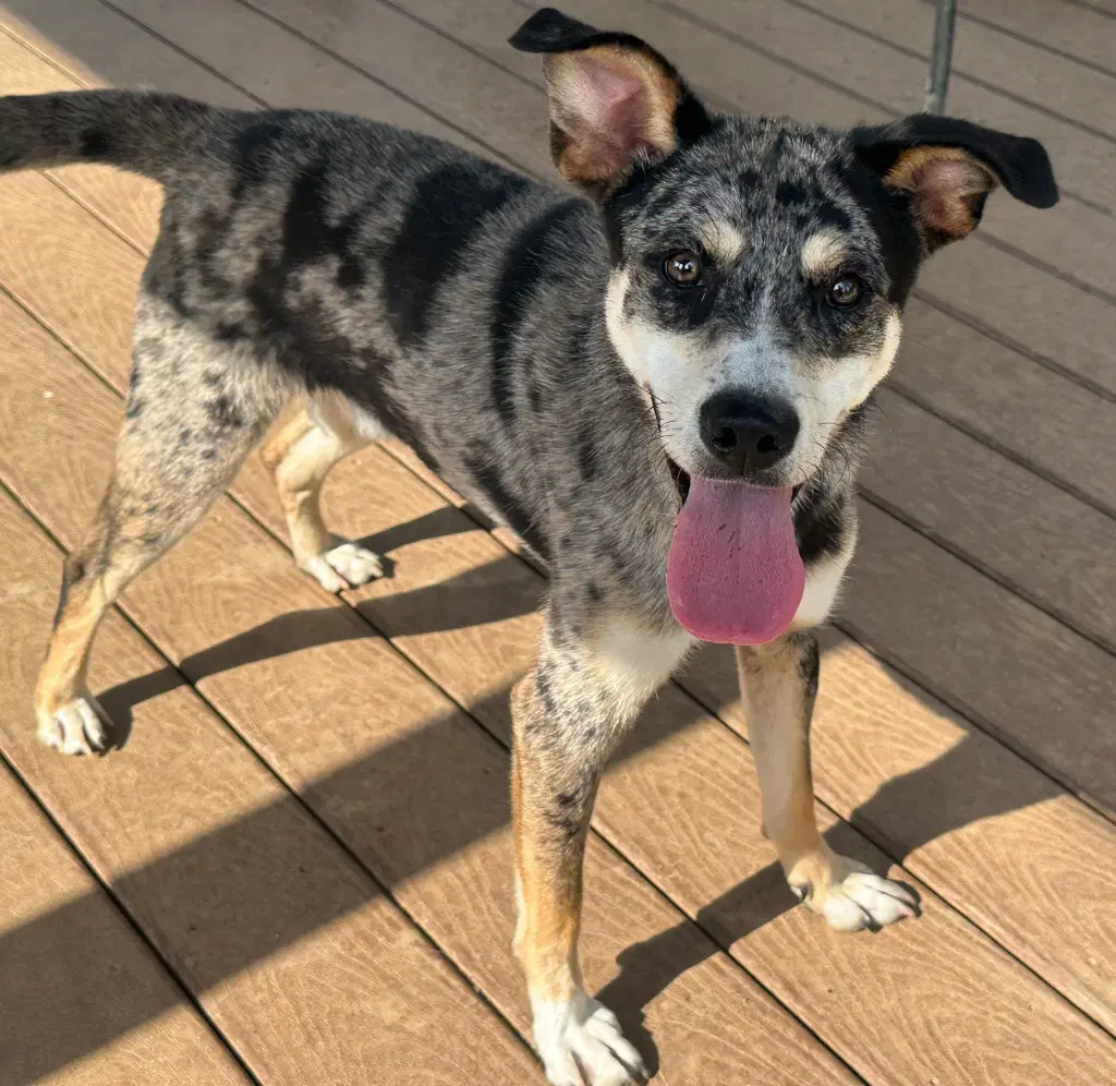 Rocky - Australian Shepherd