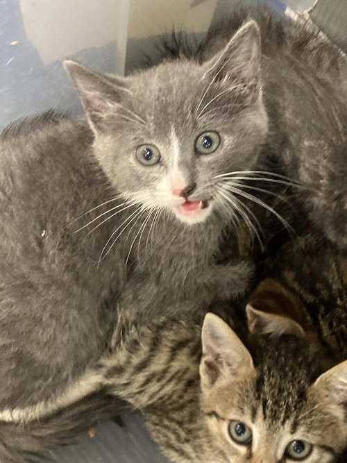 picture of the cat needing adoption