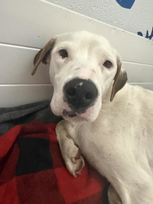 picture of the dog needing adoption