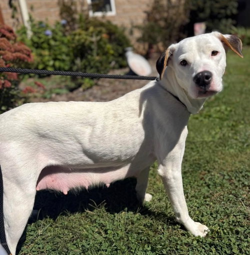 Catelyn, Hound / American Staffordshire Terrier / Mixed