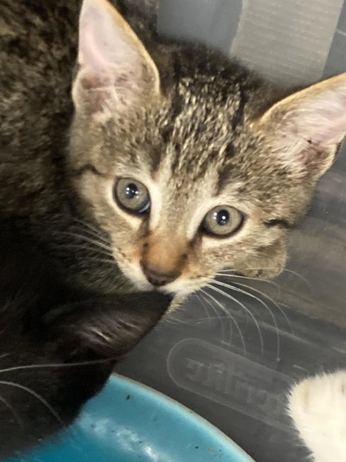 picture of the cat needing adoption