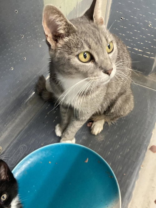 picture of the cat needing adoption
