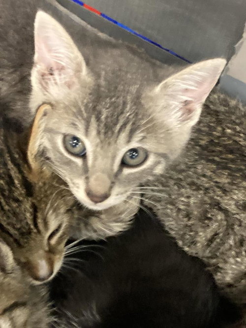 picture of the cat needing adoption