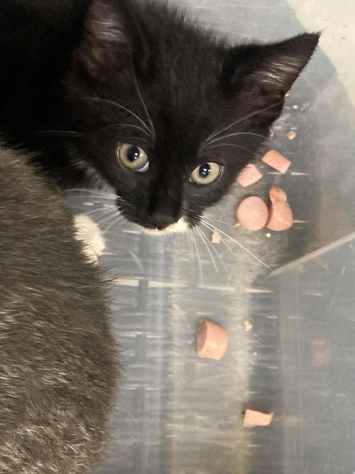 picture of the cat needing adoption