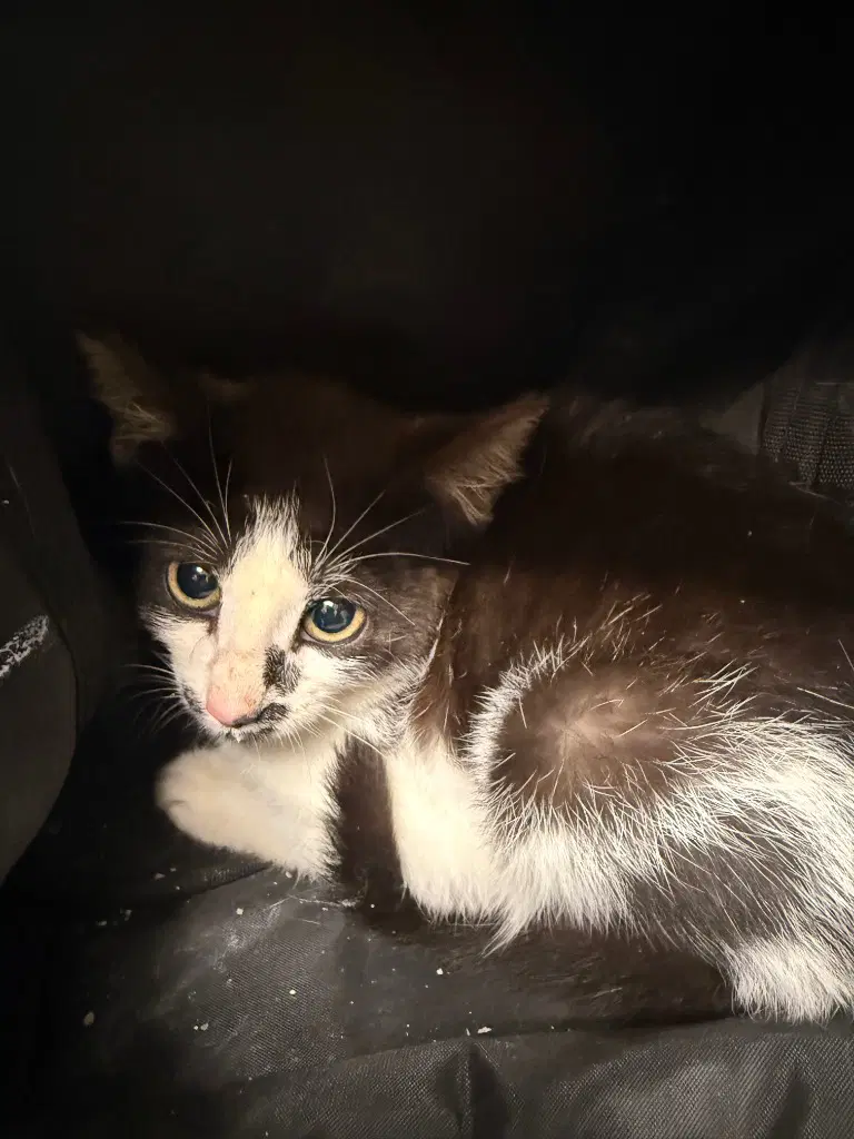Jalapeno - Domestic Short Hair