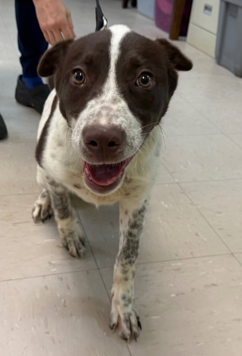 picture of the dog needing adoption