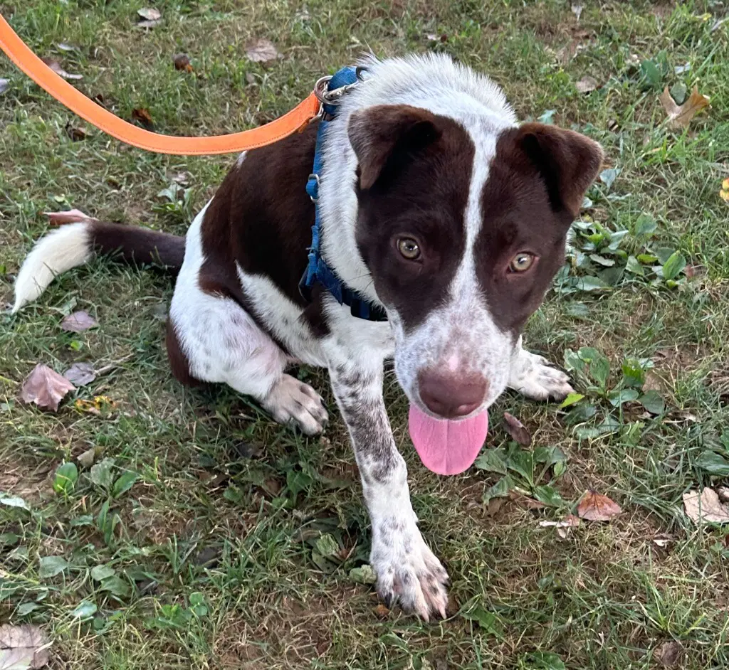 Viviana - Australian Cattle Dog/Blue Heeler