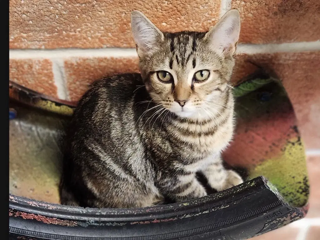 Ferbette - Domestic Short Hair