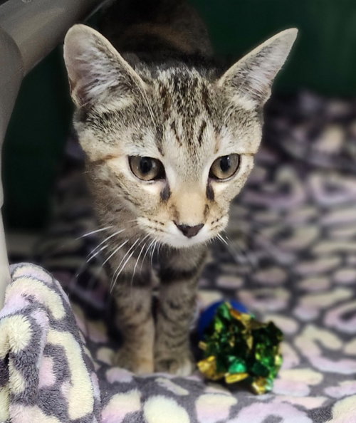 picture of the cat needing adoption