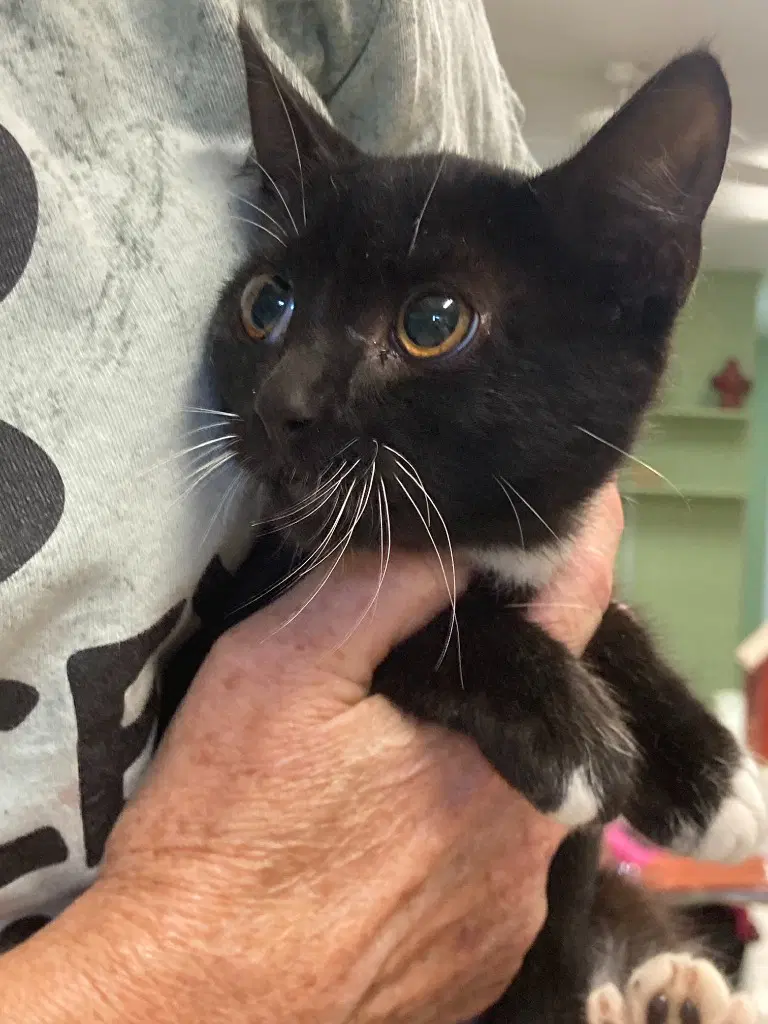 Koa - Domestic Short Hair