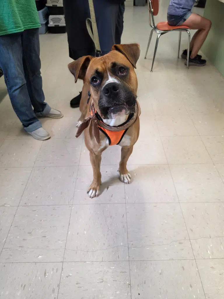 Cash - Boxer