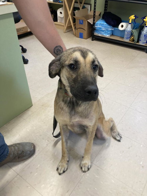 picture of the dog needing adoption